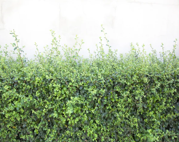 Bushes fence leaves — Stock Photo, Image