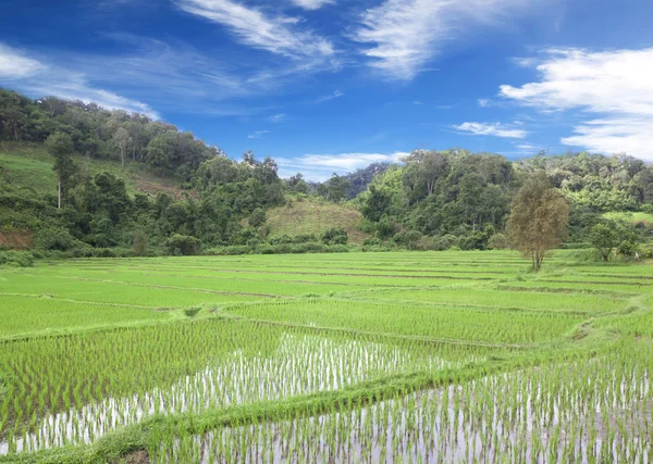 Paddy champ de maïs — Photo