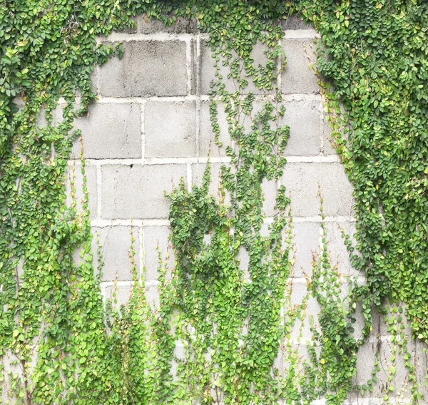 The Green Creeper — Stock Photo, Image