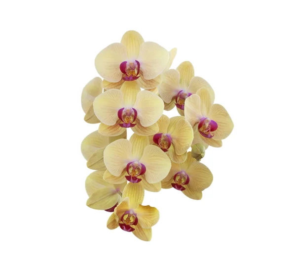 Yellow orchid in Thailand — Stock Photo, Image