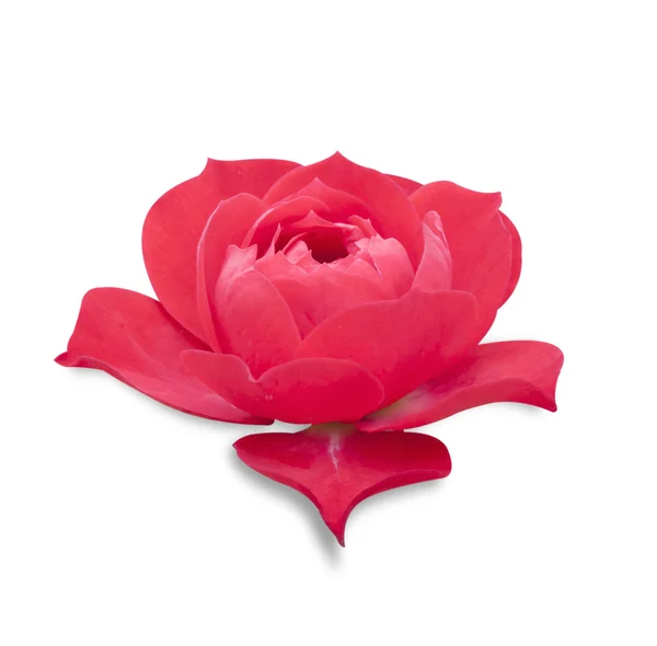 Flor de rosa — Foto de Stock