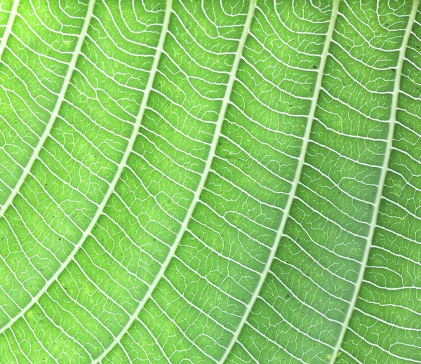 Background texture of leaves — Stock Photo, Image