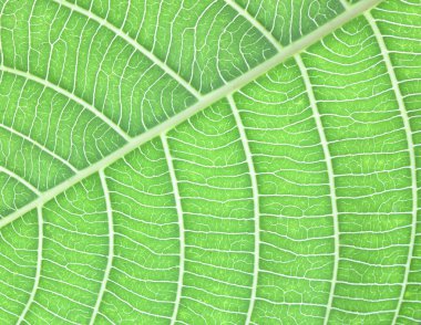 Arka plan doku yaprak