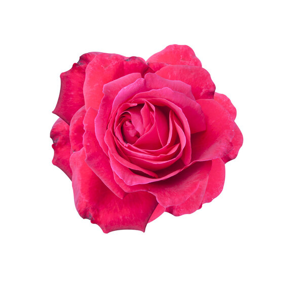 Red Rose Flower isolated on white background.