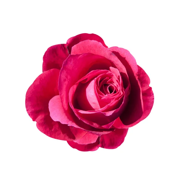 Flor de rosa — Foto de Stock