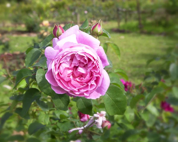 Rose flower — Stock Photo, Image