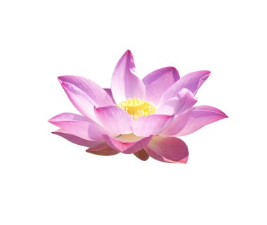 Lotus tomurcukları Lotus çiçeği