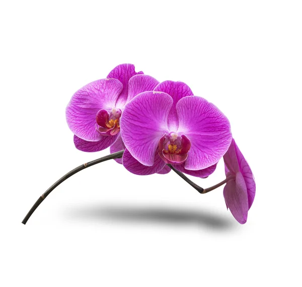 Fleurs d'orchidée — Photo