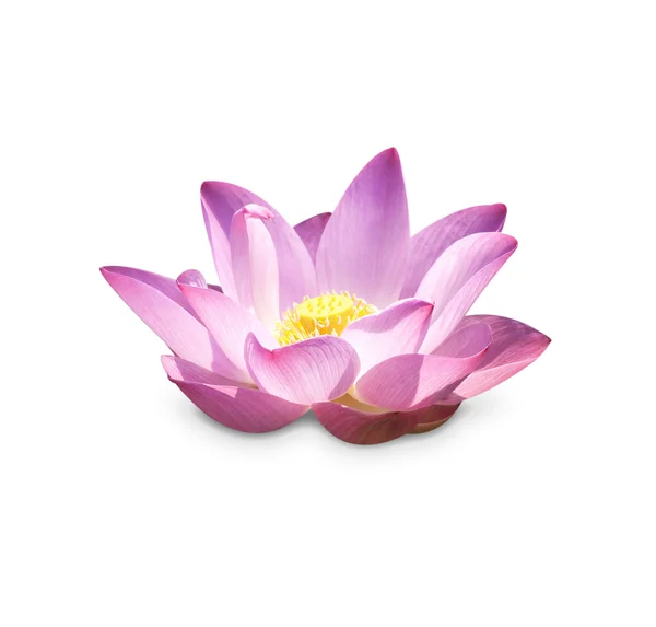 Lotus toppen — Stockfoto