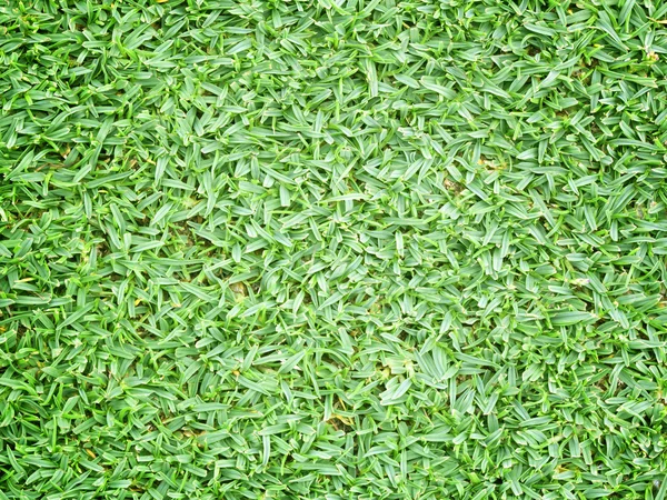 Struttura di erba verde da un campo — Foto Stock