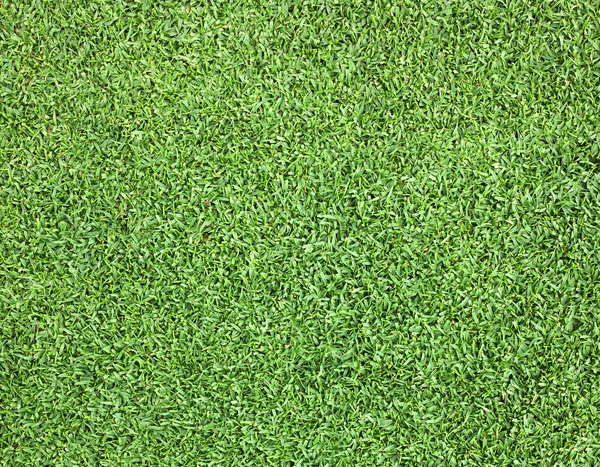 Texture d'herbe verte d'un champ — Photo