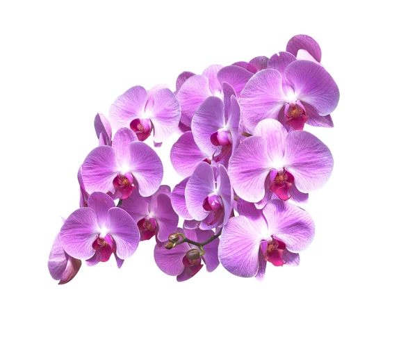 Květy orchidejí — Stock fotografie