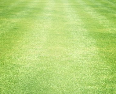 Golf sahaları yeşil çim