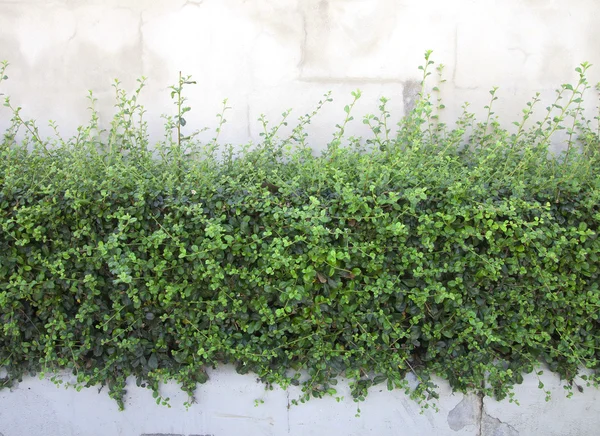 Shrubbery — Stock Photo, Image