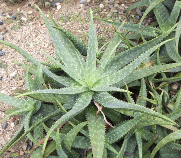 Aloe vera — Stok fotoğraf