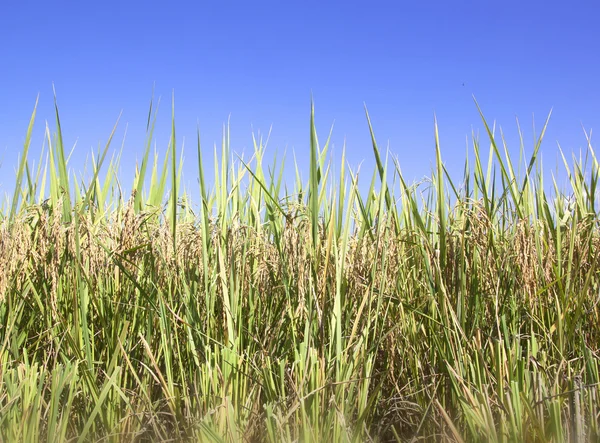 Rice fields — Stockfoto