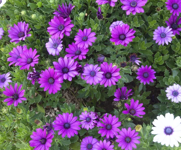 Flores de osteospermum — Fotografia de Stock