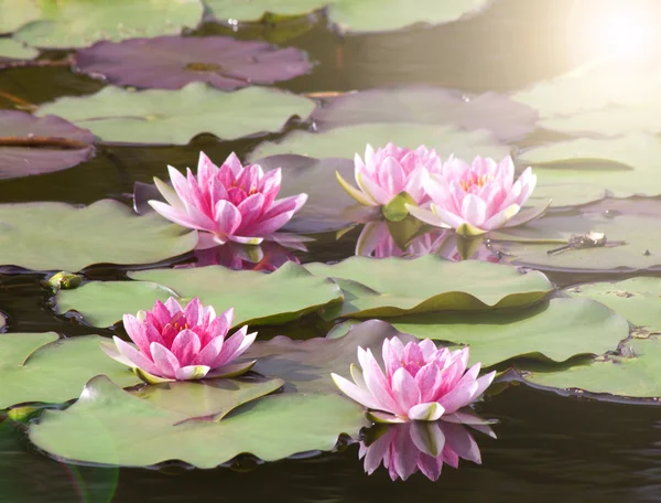 Lotus flower background — Stock Photo, Image