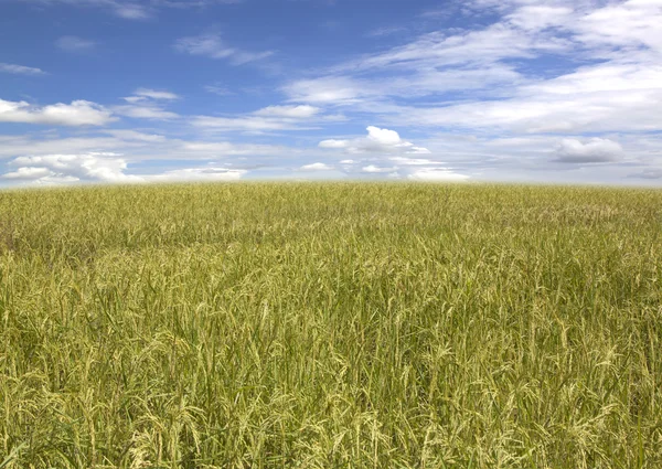 Campos de arroz verde — Fotografia de Stock