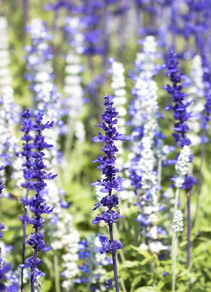 Flores azuis de Salvia . — Fotografia de Stock