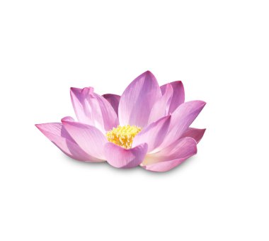 Lotus tomurcukları Lotus çiçeği 