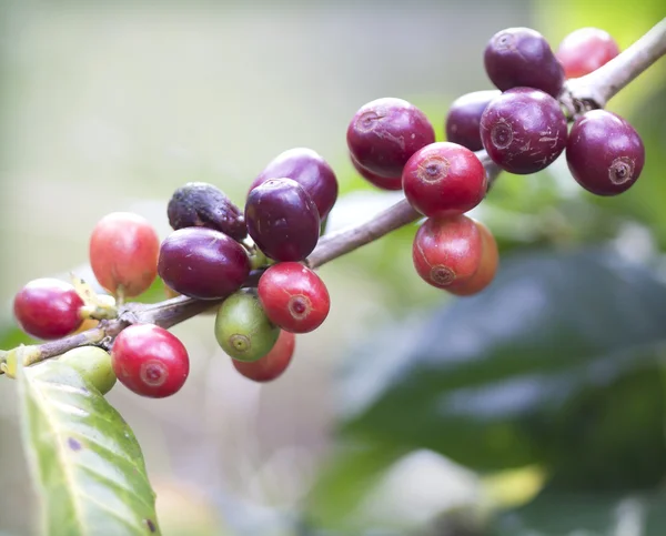 Fresh coffee trees beans — Stockfoto