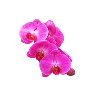 orkide çiçekleri