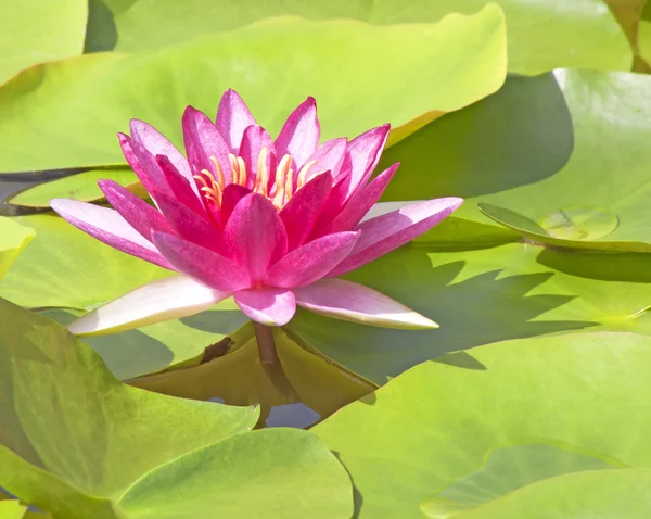 Beautiful pink lily lotus flower — Stock Photo, Image