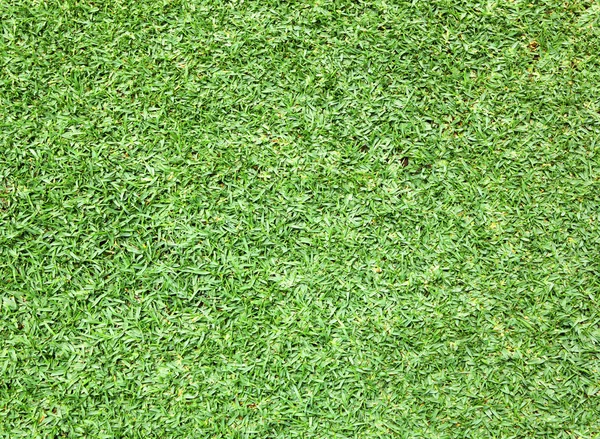 Terrain de golf herbe verte — Photo