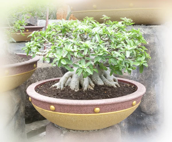 Bonsai ağaçlar — Stok fotoğraf