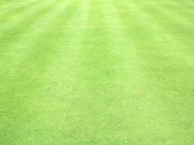 Güzel yeşil çimen dokusu