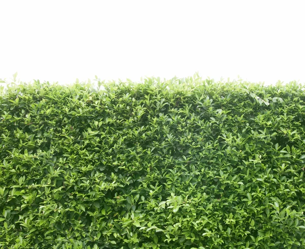 Yeşil çalı çit — Stok fotoğraf