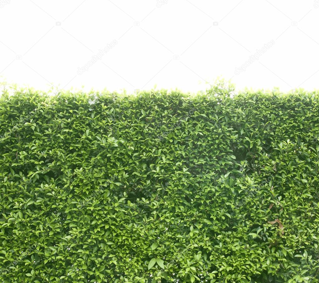 Green bush fence