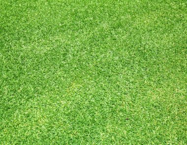 Güzel yeşil çimen dokusu
