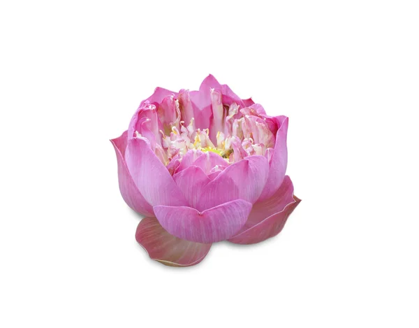 Lotusblomma färska — Stockfoto