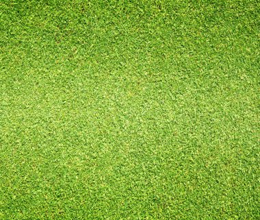 Güzel yeşil çimen dokusu