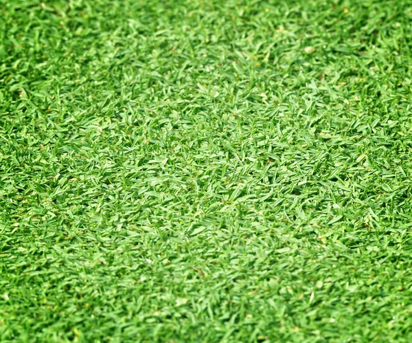 Schöne grüne Grasstruktur — Stockfoto