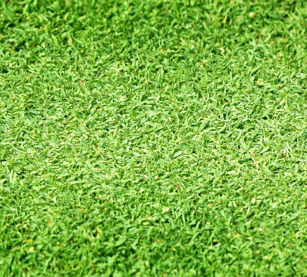 Красивая зеленая трава — стоковое фото