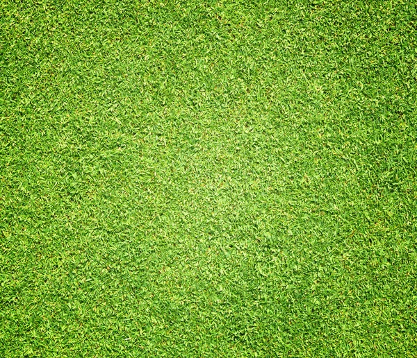 Bela textura de grama verde — Fotografia de Stock