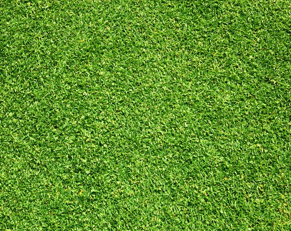 Golf Courses green lawn — Stock Photo, Image