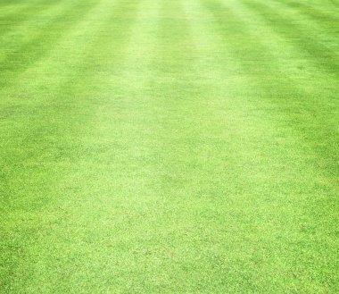 Güzel yeşil çimen dokusu