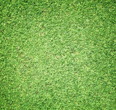 Güzel yeşil çimen dokusu