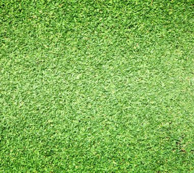 Güzel yeşil çimen dokusu