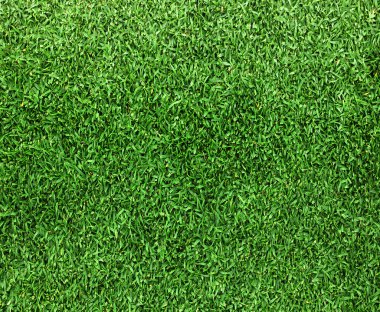 Güzel yeşil çimen dokusu