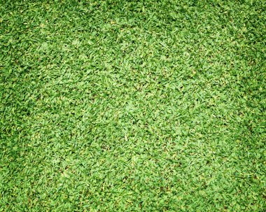 Güzel yeşil çimen dokusu