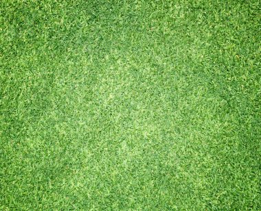 Güzel yeşil çimen dokusu