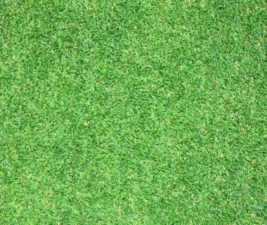 Güzel yeşil çimen dokusu