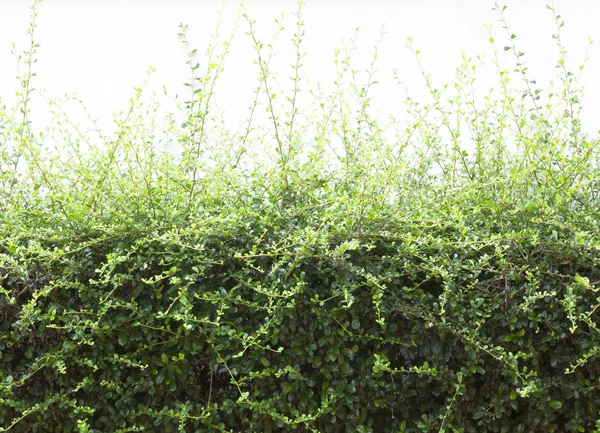 Trees bushes — Stock Photo, Image