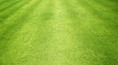 Golf yeşil çim arka plan doku desen doğa.
