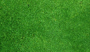 Golf yeşil çim arka plan doku desen doğa.